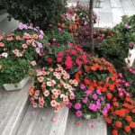 Một vài hướng dẫn về cách trồng và chăm sóc cây hoa Ngọc Thảo