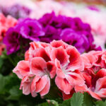 Cách Chăm Sóc Hoa Phong Lữ Thảo để ra hoa đẹp
