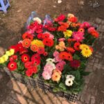 Kỹ thuật trồng cây giống hoa Đồng Tiền Lùn trong chậu